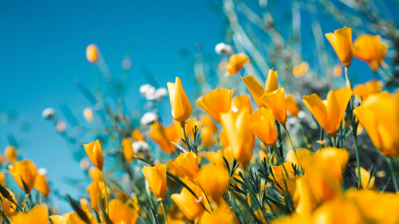 (c) Sergey Shmidt | Unsplash Blumenwiese mit gelben Blumen