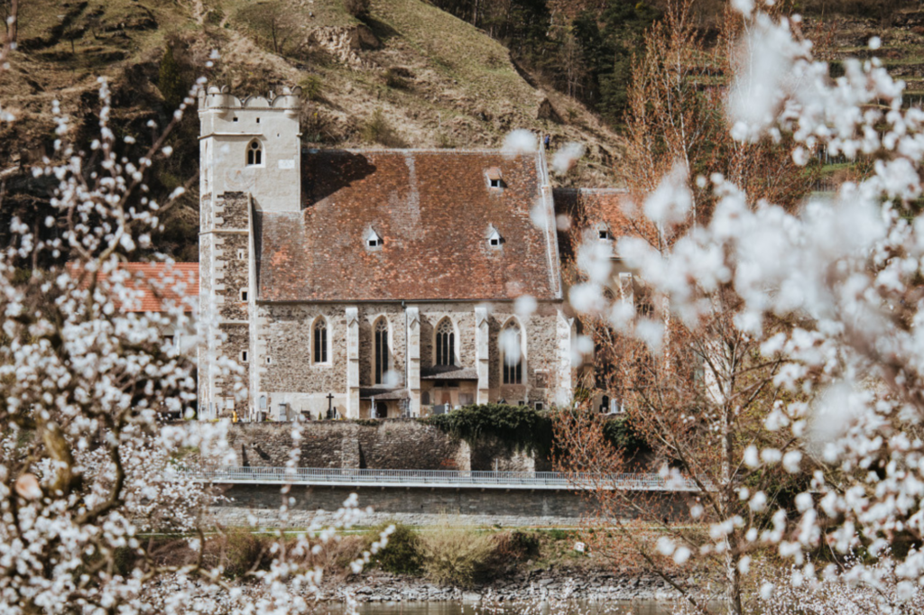 Marillenblüten in der Wachau vor dem Stift Weißenkirchen