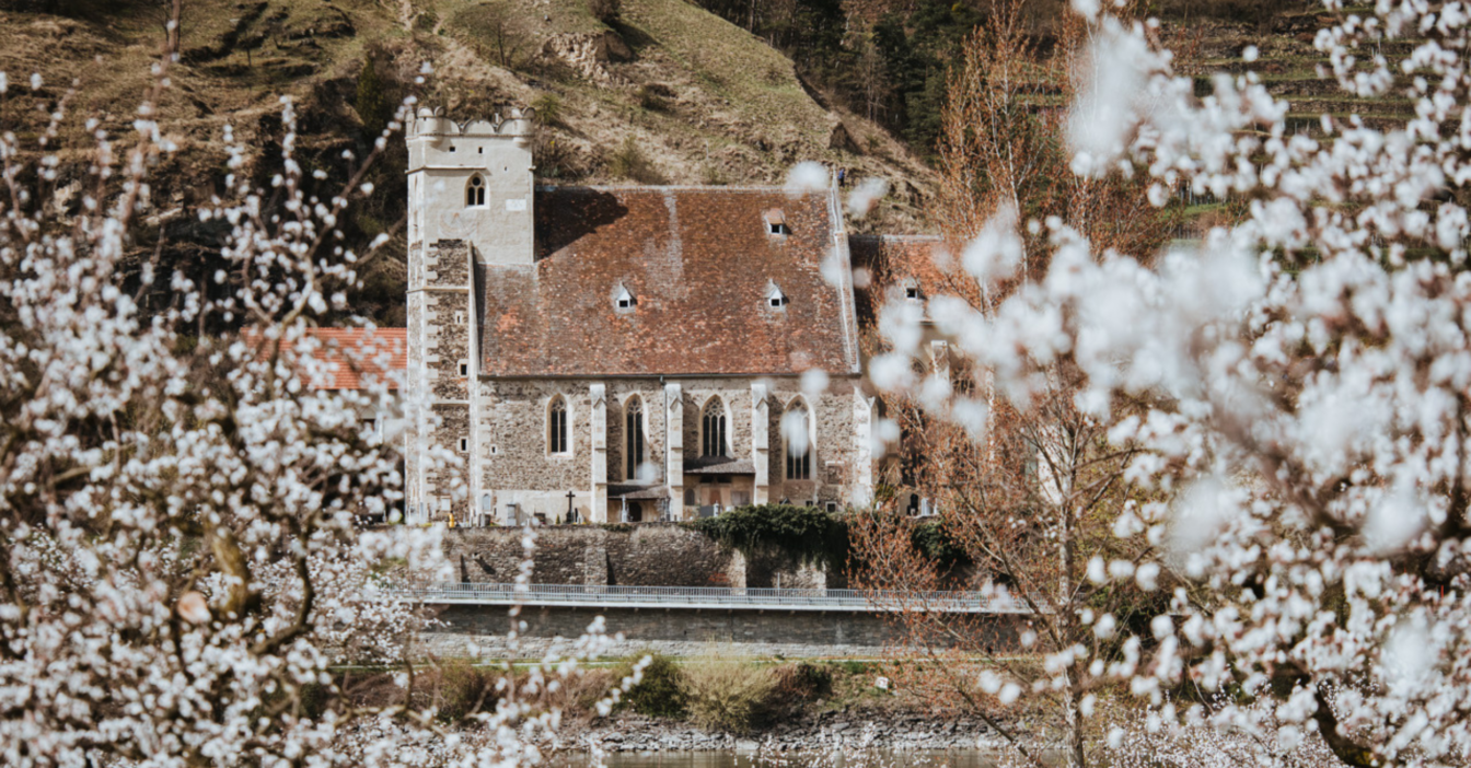 Historische Kirche in der Wachau, umrahmt von blühenden Marillenbäumen. Im Vordergrund strahlen zarte weiße Blüten der Marillenbäume, während im Hintergrund eine malerische Kirche aus Stein mit einem roten Ziegeldach in die idyllische Hügellandschaft der Wachau eingebettet ist. Die Szene wirkt frühlingshaft und romantisch, mit sanften Hügeln und Weinbergen im Hintergrund.