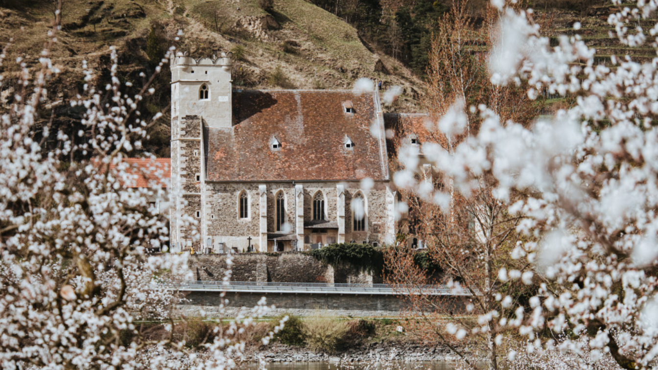 (c) Thomas Hadinger | 1000things Creator Community Historische Kirche in der Wachau, umrahmt von blühenden Marillenbäumen. Im Vordergrund strahlen zarte weiße Blüten der Marillenbäume, während im Hintergrund eine malerische Kirche aus Stein mit einem roten Ziegeldach in die idyllische Hügellandschaft der Wachau eingebettet ist. Die Szene wirkt frühlingshaft und romantisch, mit sanften Hügeln und Weinbergen im Hintergrund.
