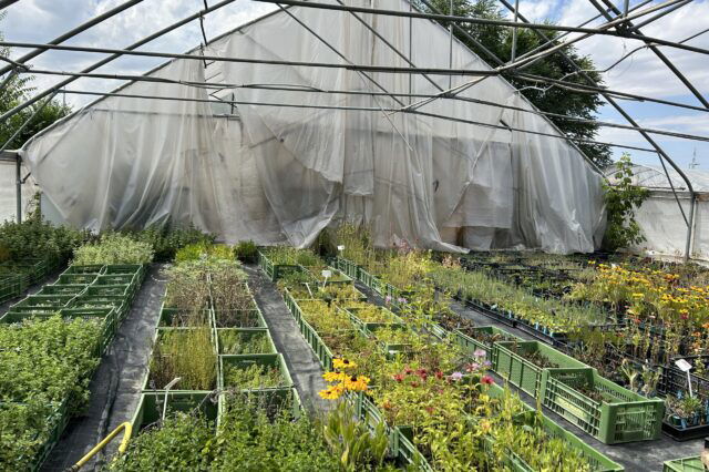 Soziale Landwirtschaft Marchfeld Pflanzen