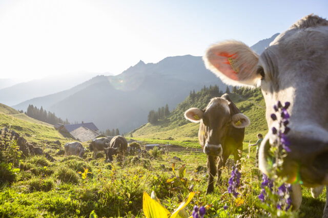 Kühe und grüne Wiesen auf der Alpe Latschätz
