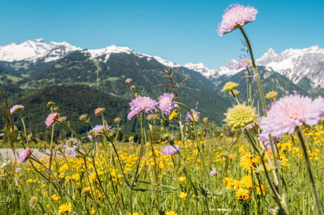 Bunte Blumenwiese mit Berggipfeln im Hintergrund in Montafon, Vorarlberg