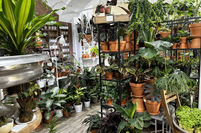 Stielreich Pflanzen Workshops Wien