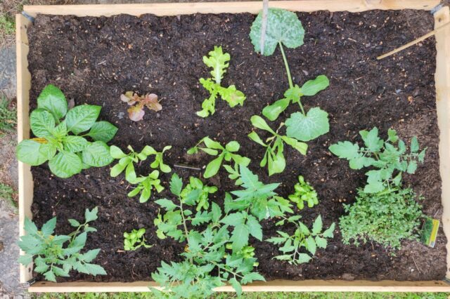 Beet bauen Anleitung