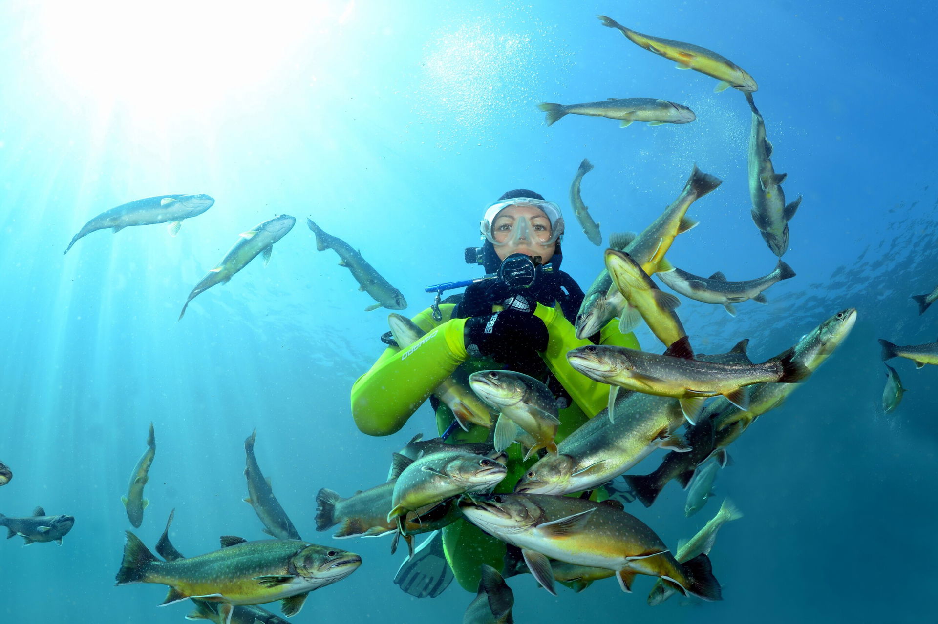 Ein Taucher taucht im Grüblsee umgeben von Fischen, die um ihn herumschwimmen und ganz nah kommen.