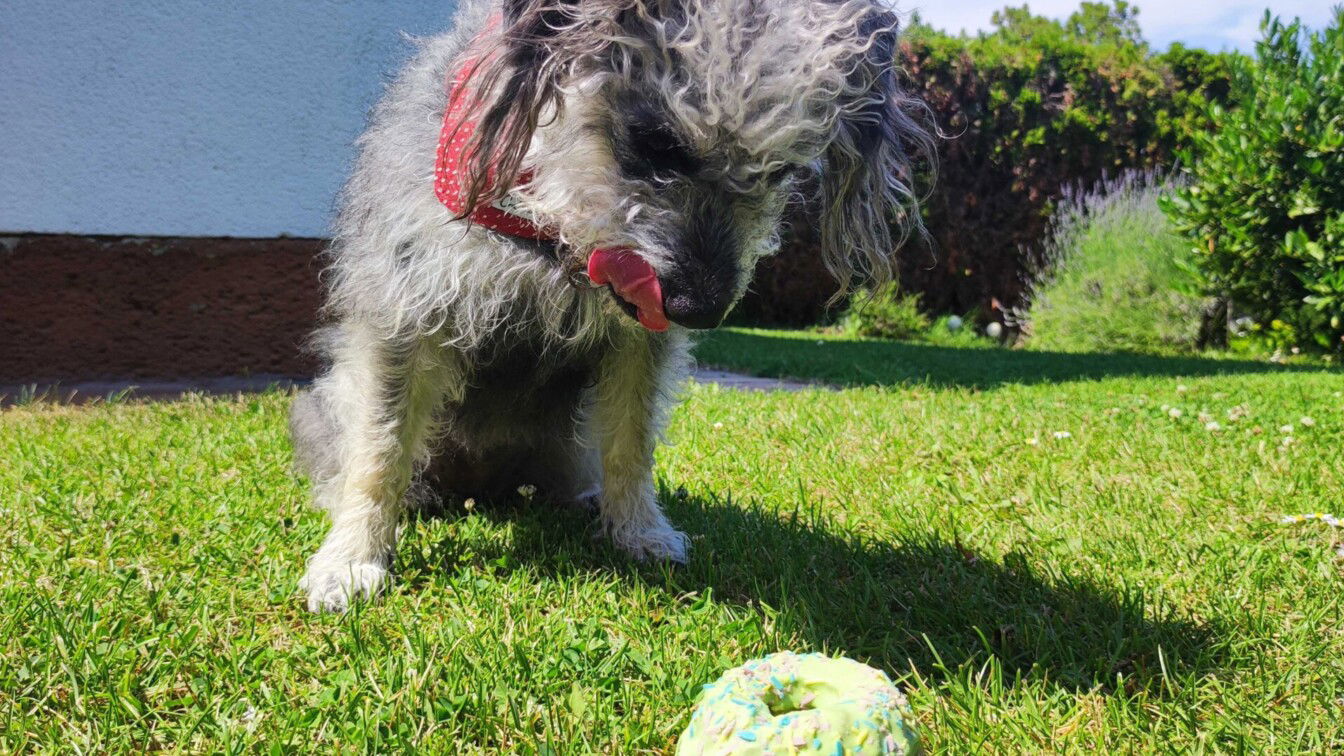 (c) Viktoria Klimpfinger | 1000things hundefreundliche Lokale Wien