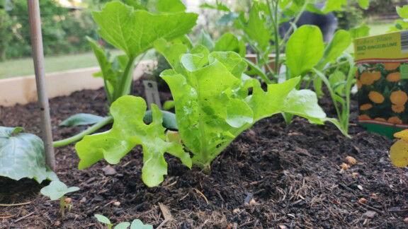 Salat Beet Gemüse
