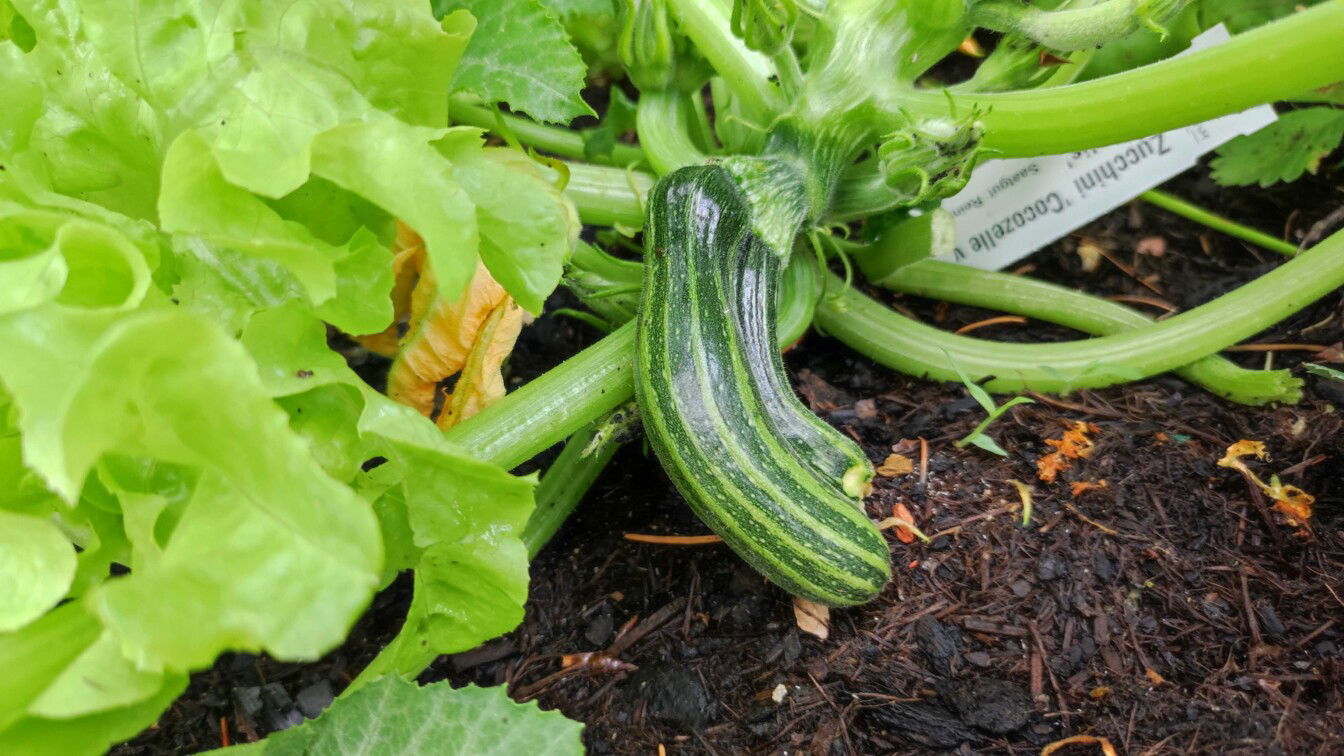 (c) Viktoria Klimpfinger | 1000things Gemüse Zucchini Hausmittel