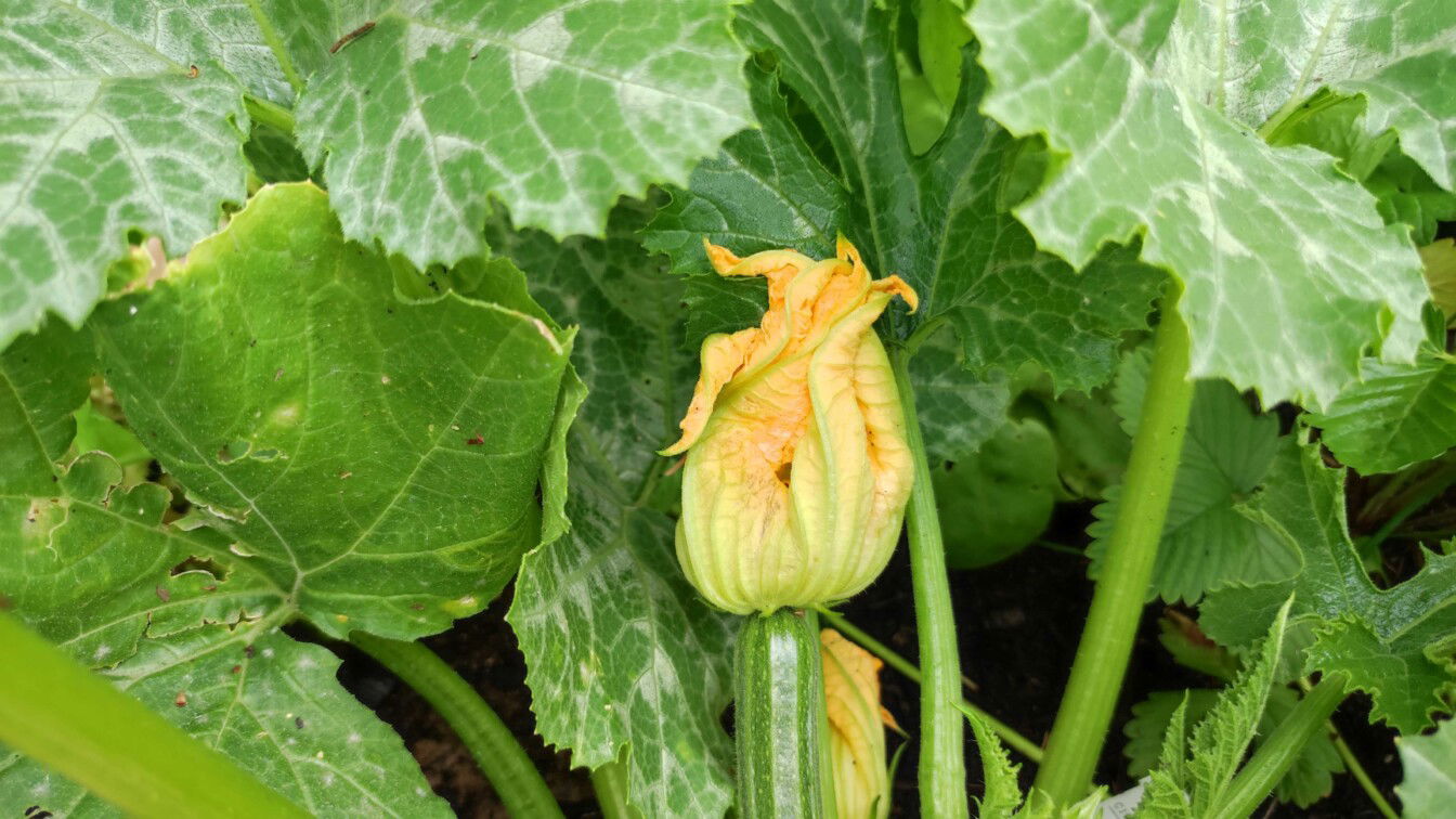 (c) Viktoria Klimpfinger | 1000things Zucchini Blüte Gemüsebeet
