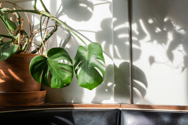Monstera Zimmerpflanze