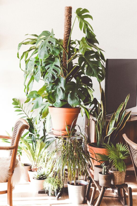 Monstera Zimmerpflanze