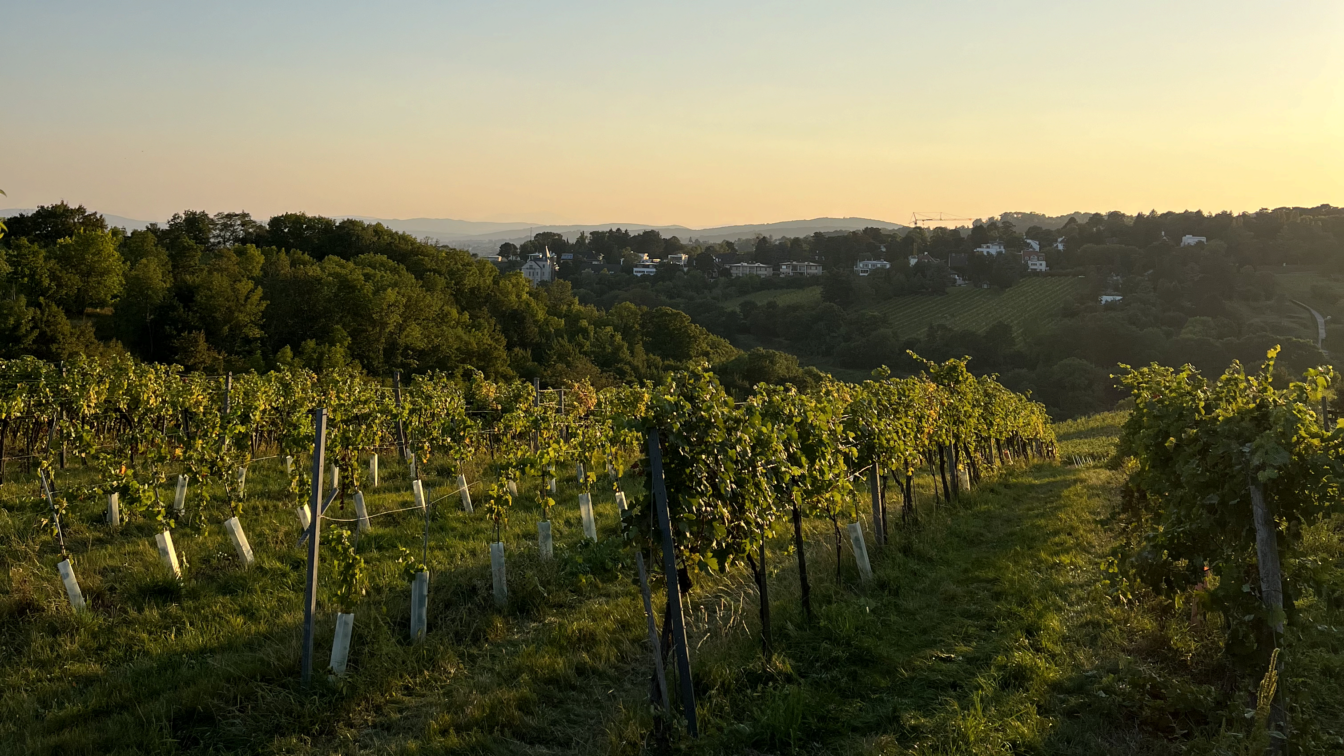 (c) Lisa Högl | 1000things Stadtwanderwege