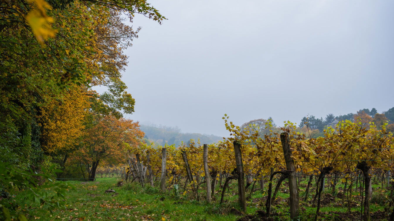 (c) Lilli Wermuth | 1000things Weinreben am Himmel in Wien