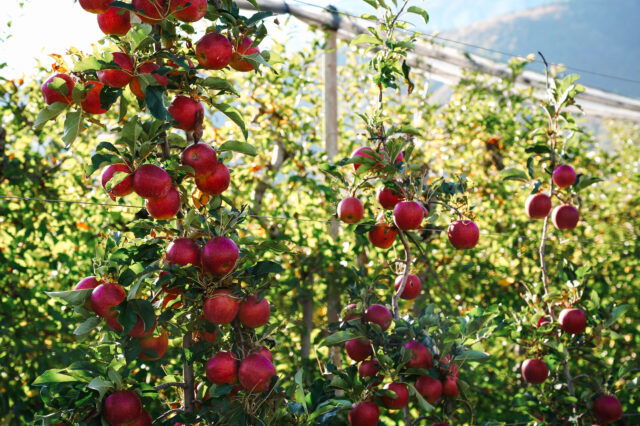Äpfel Südtirol