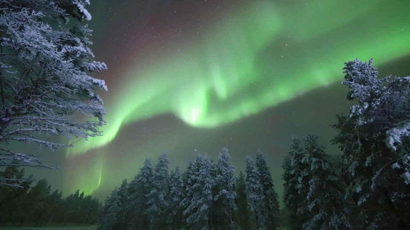 (c) Nina Koller Nordlichter leuchten in intensiven Grüntönen am Nachthimmel über einer verschneiten Winterlandschaft. Schneebedeckte Bäume stehen ruhig im Vordergrund, während die Aurora Borealis in sanften Bögen am Himmel tanzt.