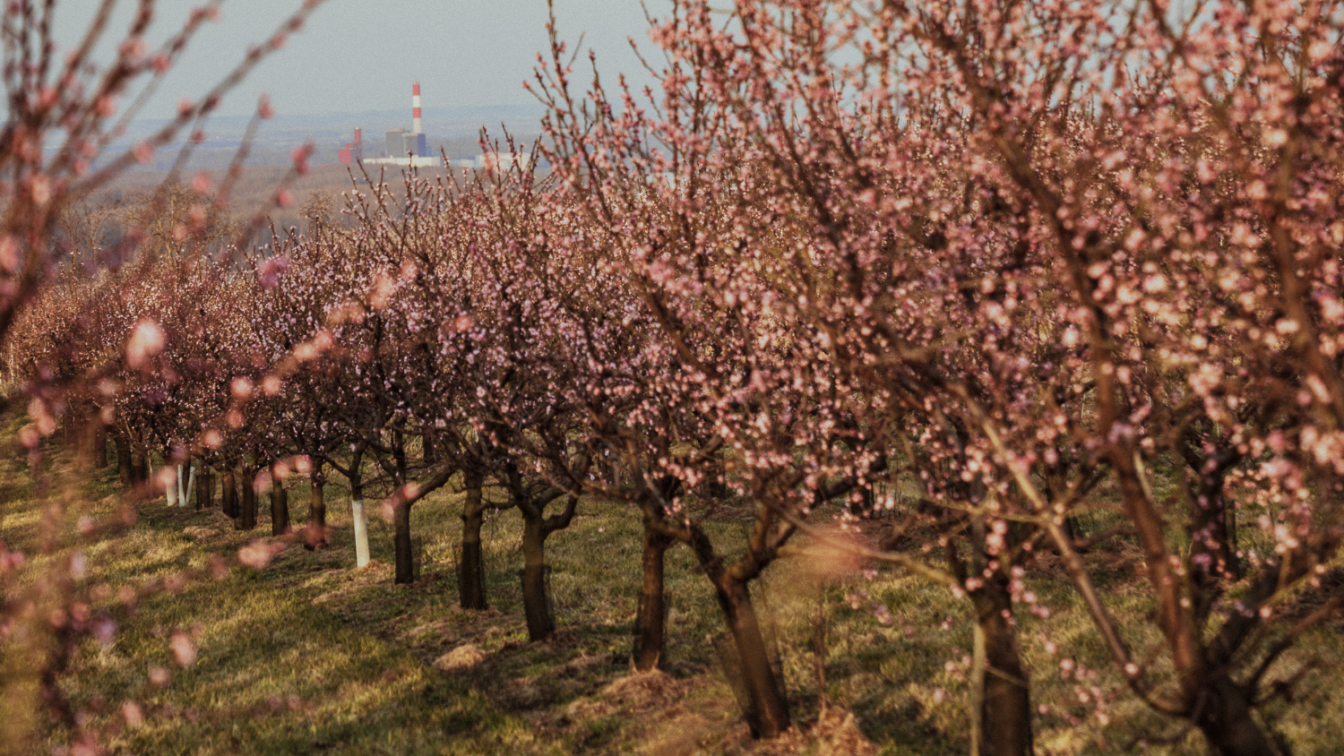 Marillenblüte in Angern in der Wachau (c) Katharina Tesch | 1000things