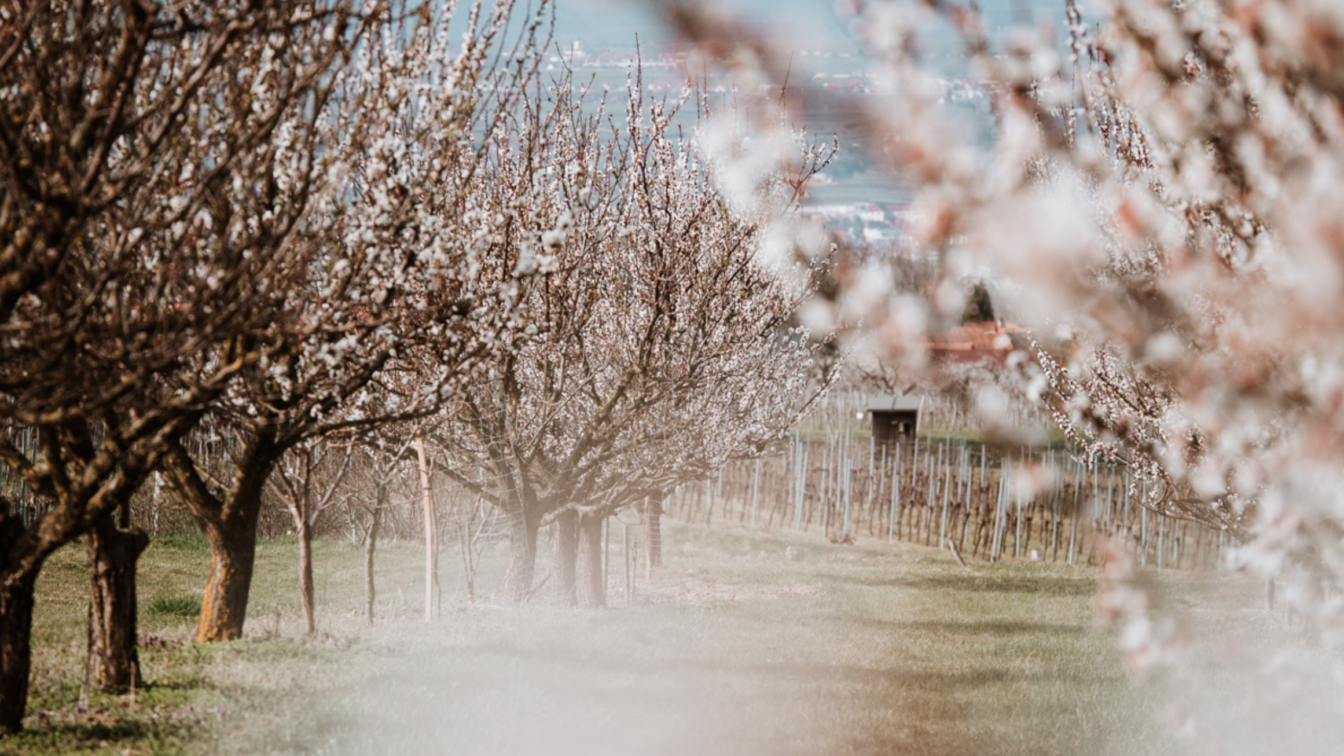 (c) Thomas Hadinger | 1000things Creator Community Ein idyllischer Weg führt durch eine Allee aus blühenden Marillenbäumen, deren zarte weiße Blüten den Frühling ankündigen. Die Zweige bilden einen natürlichen Rahmen für den Blick in die Ferne, wo Weinberge, Felder und kleine Gebäude die sanfte Hügellandschaft der Wachau prägen. Ein stimmungsvolles Bild voller Leichtigkeit und Naturverbundenheit.