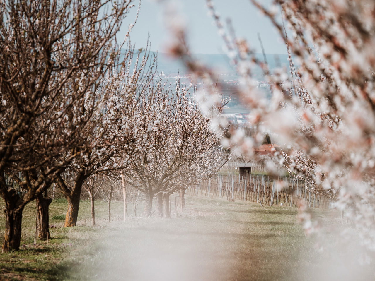 Ein idyllischer Weg führt durch eine Allee aus blühenden Marillenbäumen, deren zarte weiße Blüten den Frühling ankündigen. Die Zweige bilden einen natürlichen Rahmen für den Blick in die Ferne, wo Weinberge, Felder und kleine Gebäude die sanfte Hügellandschaft der Wachau prägen. Ein stimmungsvolles Bild voller Leichtigkeit und Naturverbundenheit.
