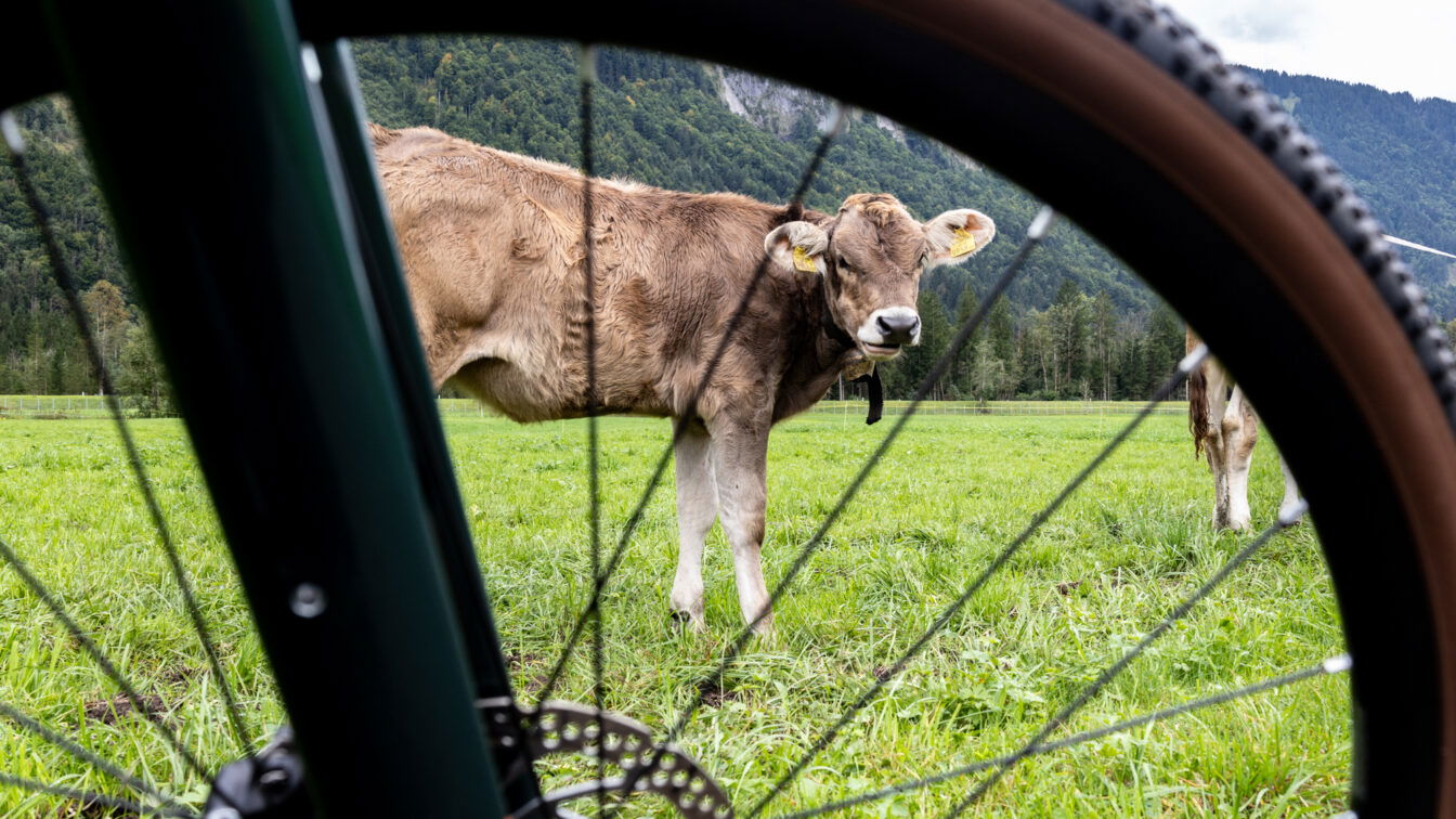 (c) Sonja Koller | 1000things Ein Fahrrad auf einer Fahrradtour durch Europa, dahinter sieht man eine Kuh durch das Rad schauen