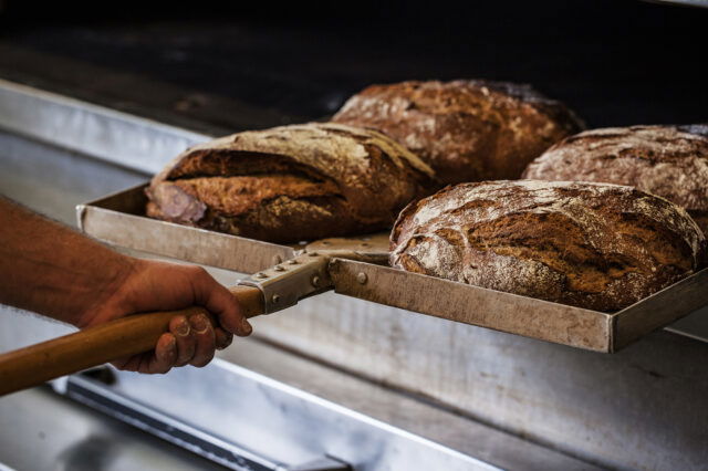 Frisch gebackene Laibe Brot, die gerade aus dem Ofen geholt werden