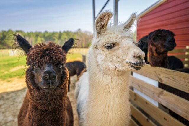Alpaka- und Lama-Wanderungen in Wien (Symbolbild von 2 Lamas)