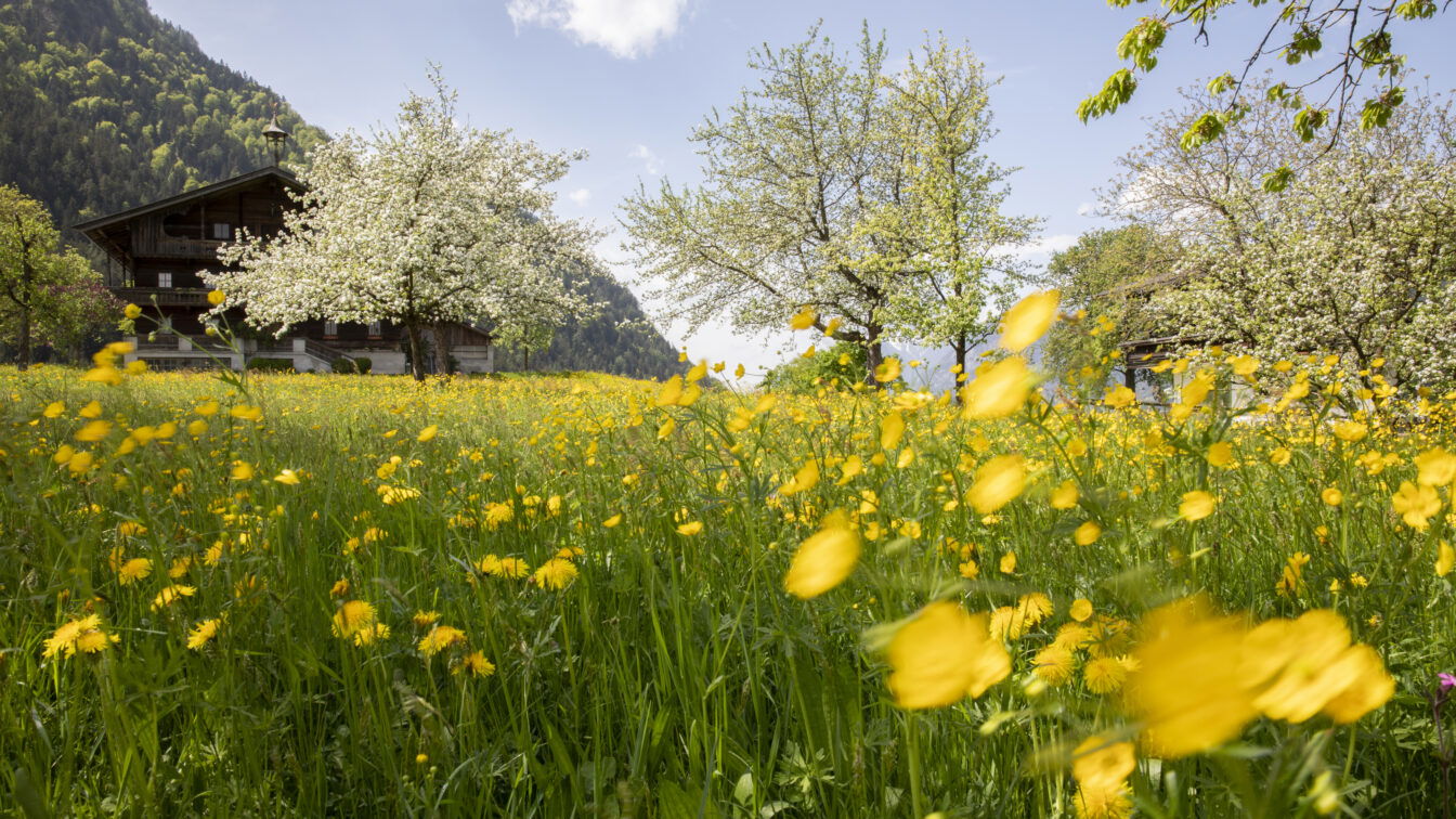 (c) Alpbachtal Tourismus | Matthias Sedlak Eine blühende Frühlingswiese mit gelben Butterblumen vor einem traditionellen Bauernhaus in einer idyllischen Alpenlandschaft. Im Hintergrund sind grüne Hügel und blühende Obstbäume zu sehen, während der Himmel blau mit vereinzelten weißen Wolken ist