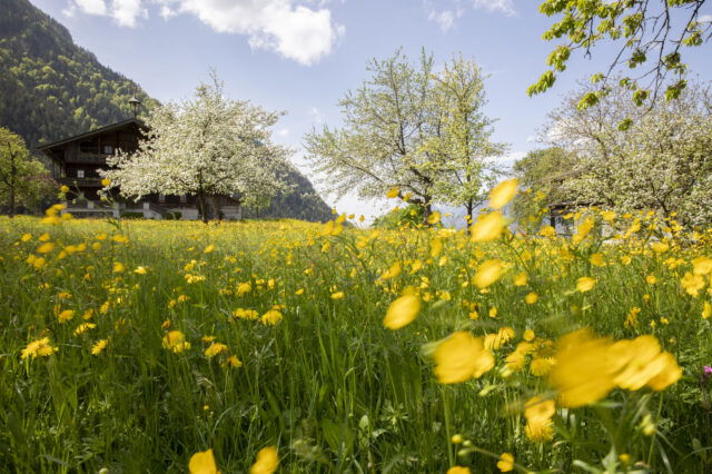 Eine blühende Frühlingswiese mit gelben Butterblumen vor einem traditionellen Bauernhaus in einer idyllischen Alpenlandschaft. Im Hintergrund sind grüne Hügel und blühende Obstbäume zu sehen, während der Himmel blau mit vereinzelten weißen Wolken ist