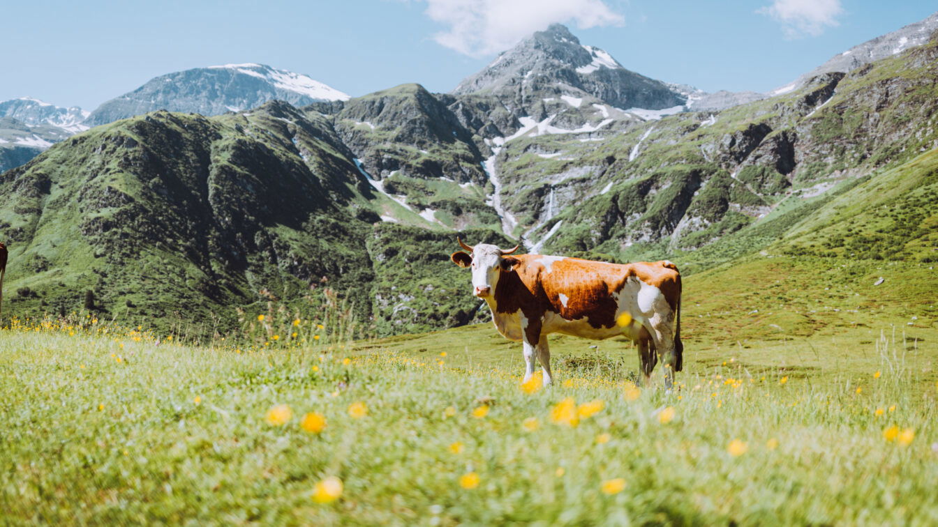 (c) SalzburgerLand Tourismus Kuh auf blühender Almwiese vor beeindruckendem Alpenpanorama im Salzburger Land – idyllische Sommerlandschaft mit grünen Bergen, Schneefeldern und klarer Bergluft in Österreich.