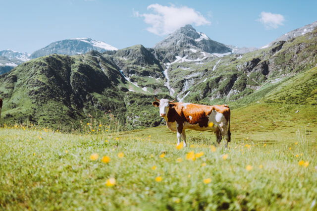(c) SalzburgerLand Tourismus Kuh auf blühender Almwiese vor beeindruckendem Alpenpanorama im Salzburger Land – idyllische Sommerlandschaft mit grünen Bergen, Schneefeldern und klarer Bergluft in Österreich.