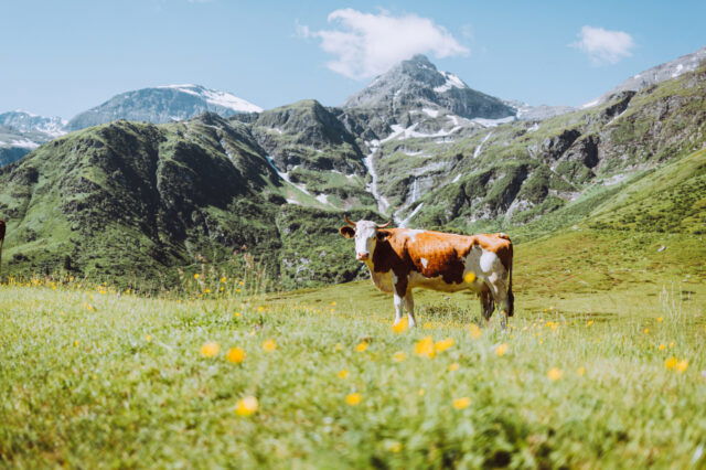 Kuh auf blühender Almwiese vor beeindruckendem Alpenpanorama im Salzburger Land – idyllische Sommerlandschaft mit grünen Bergen, Schneefeldern und klarer Bergluft in Österreich.
