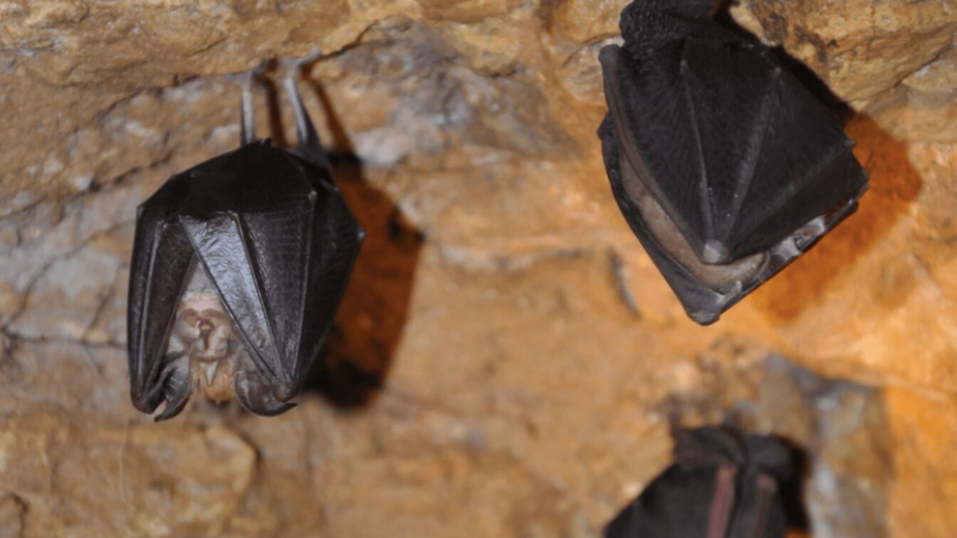 (c) Hermannshöhle