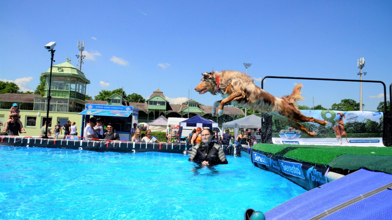(c) Hundetag Baden Beim Dog Diving können sich die Hunde nicht nur abkühlen, sondern auch schöne Preise gewinnen!