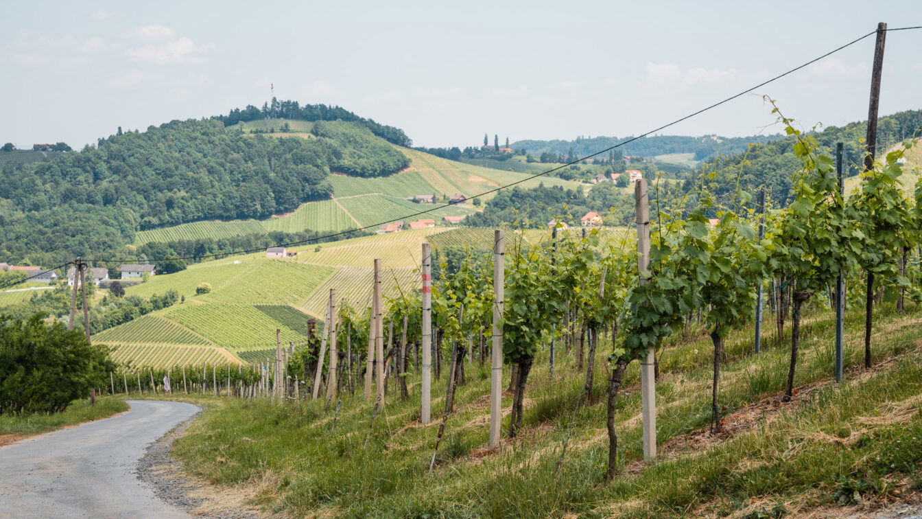 (c) Lilli Wermuth | 1000things Ein Weg, der sich durch Weinreben und Hügel schlängelt.