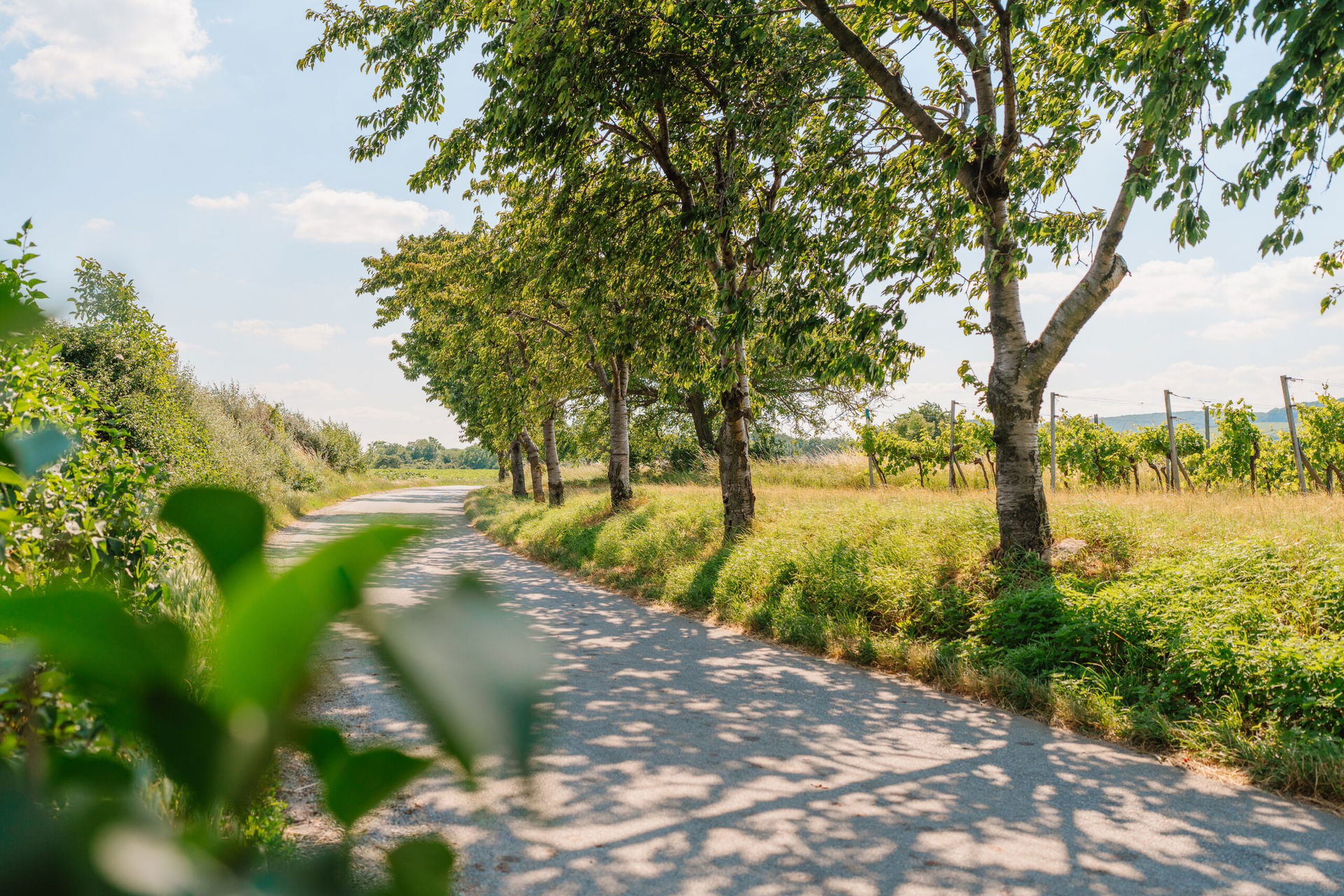 N11 Panoramaweg Burgenland mit Kirschbäumen