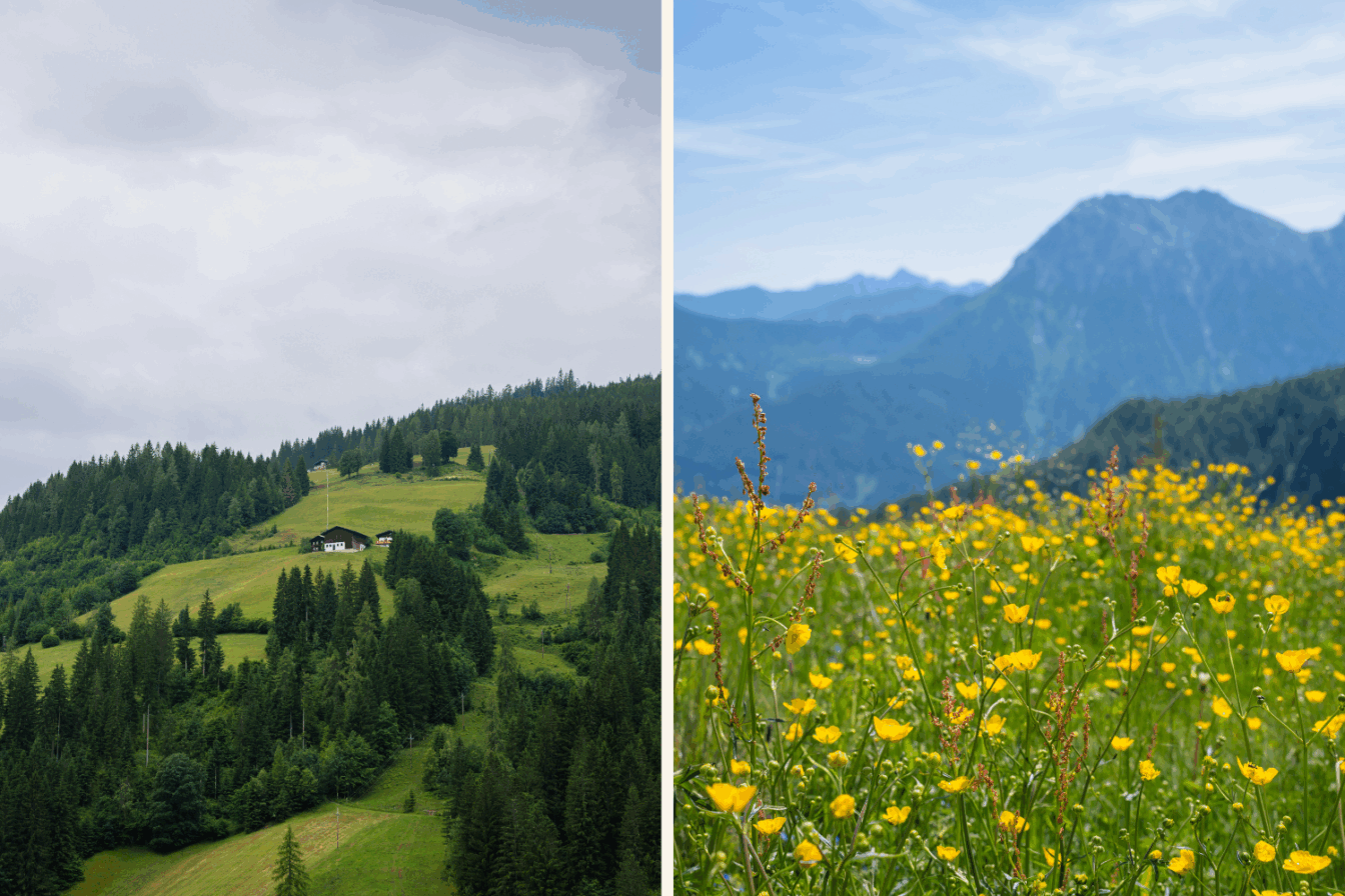 Berge und Wiesen in Wagrain-Kleinarl (Sommerurlaub)