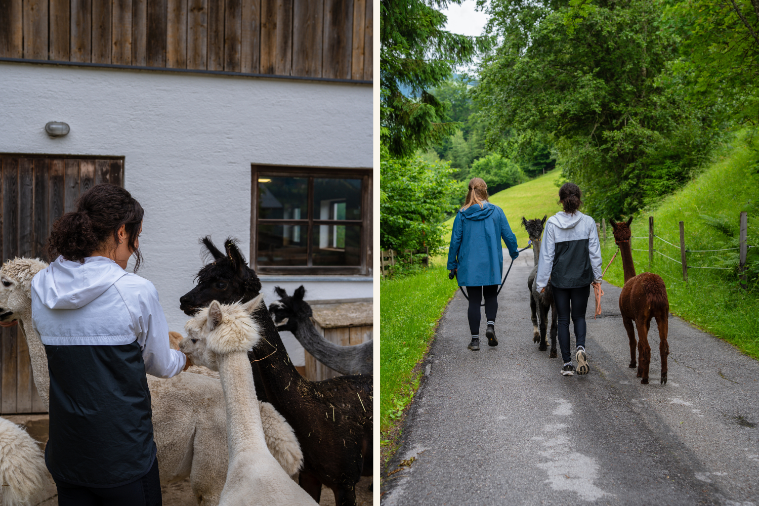 Alpakawanderung beim Sommerurlaub in Wagrain-Kleinarl