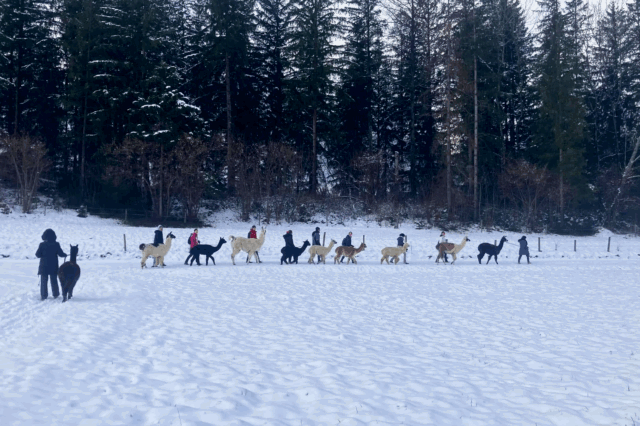 Glühwein-Wanderung zum Grünen See mit Alpakas