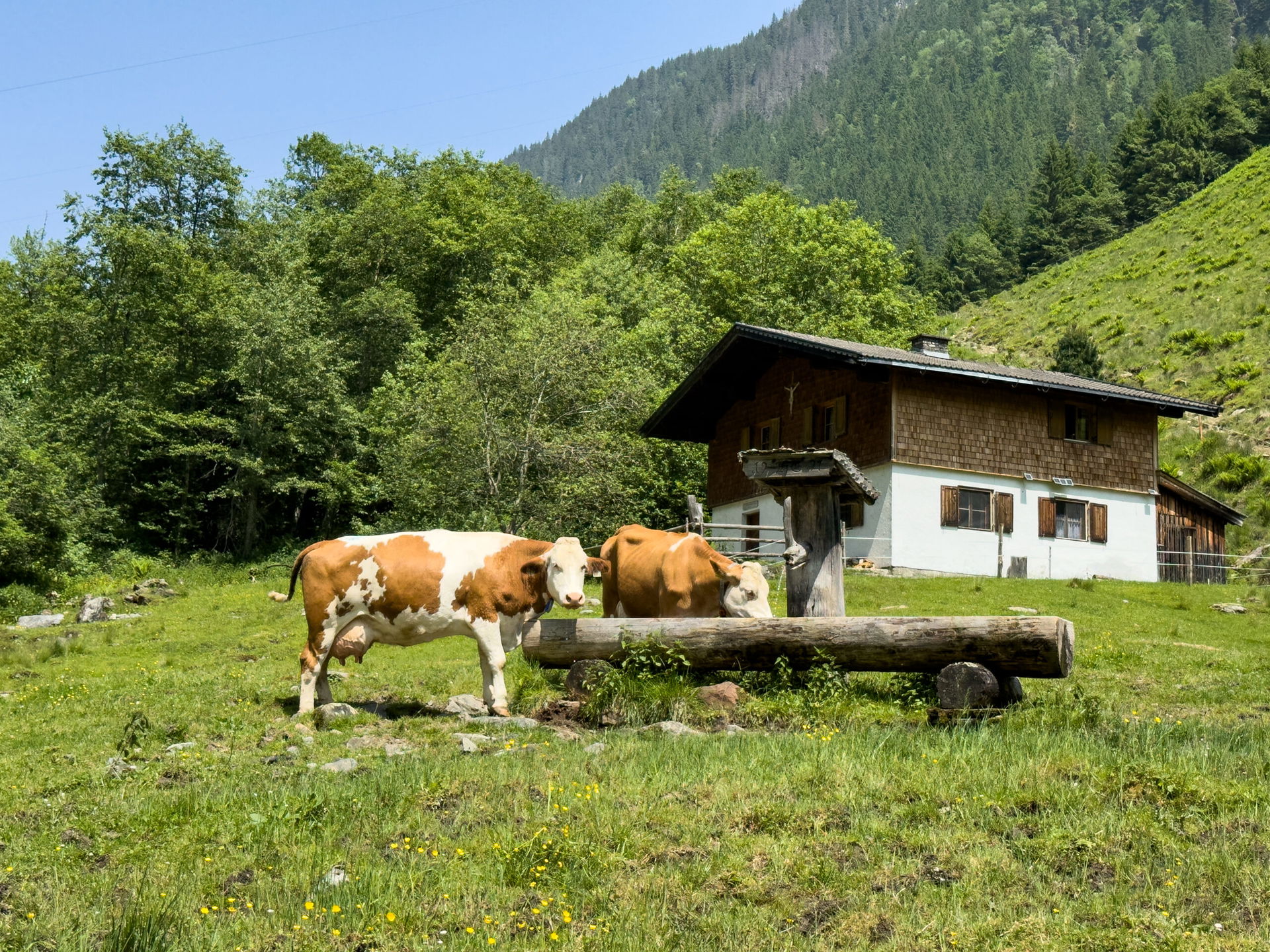 Almhütte und Kühe