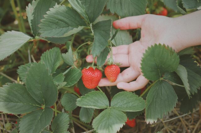 Felder zum Selber-pflücken für Obst und Beeren pflücken in Wien: eine Hand mit Erdbeeren