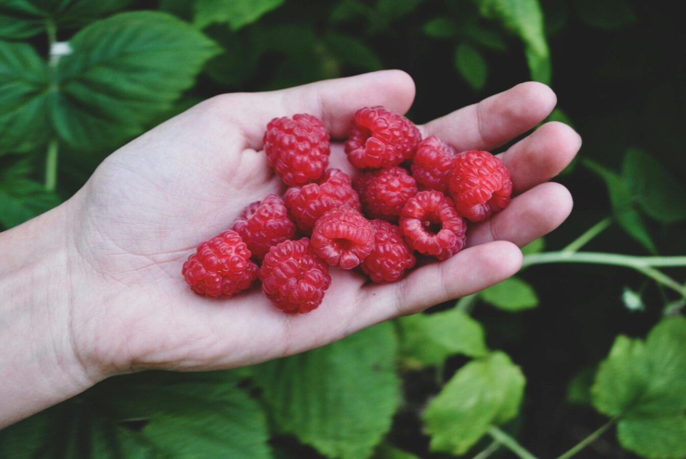 Felder zum Selber-pflücken für Obst und Beeren pflücken in Wien: eine Hand mit Himbeeren