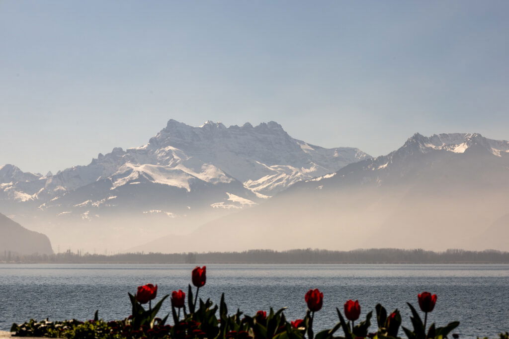 Verschneite Dents du Midi Berge in der Schweiz bei Montreux, im Frühling fotografiert mit roten Tulpen im Vordergrund und dem Genfersee unter leichtem Nebel.