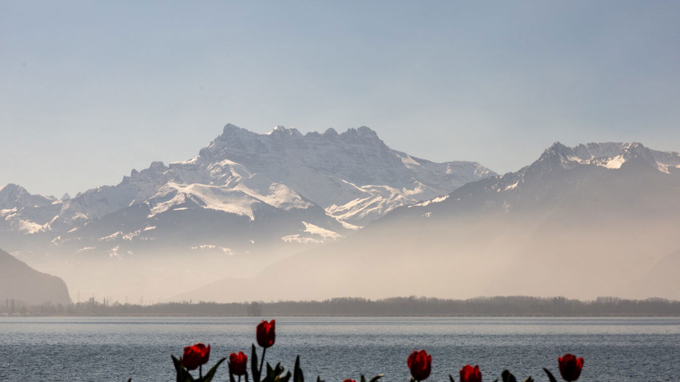 (c) Sonja Koller | 1000things Verschneite Dents du Midi Berge in der Schweiz bei Montreux, im Frühling fotografiert mit roten Tulpen im Vordergrund und dem Genfersee unter leichtem Nebel.