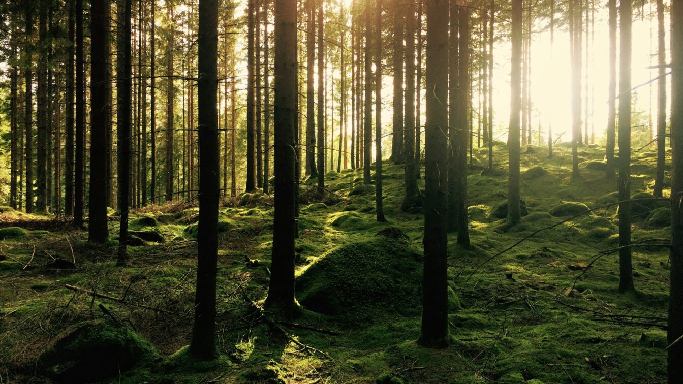 (c) Gustav Gullstrand | Unsplash eine idyllische, grüne Lichtung im Wald