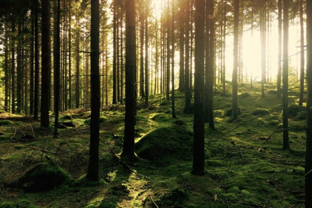 eine idyllische, grüne Lichtung im Wald