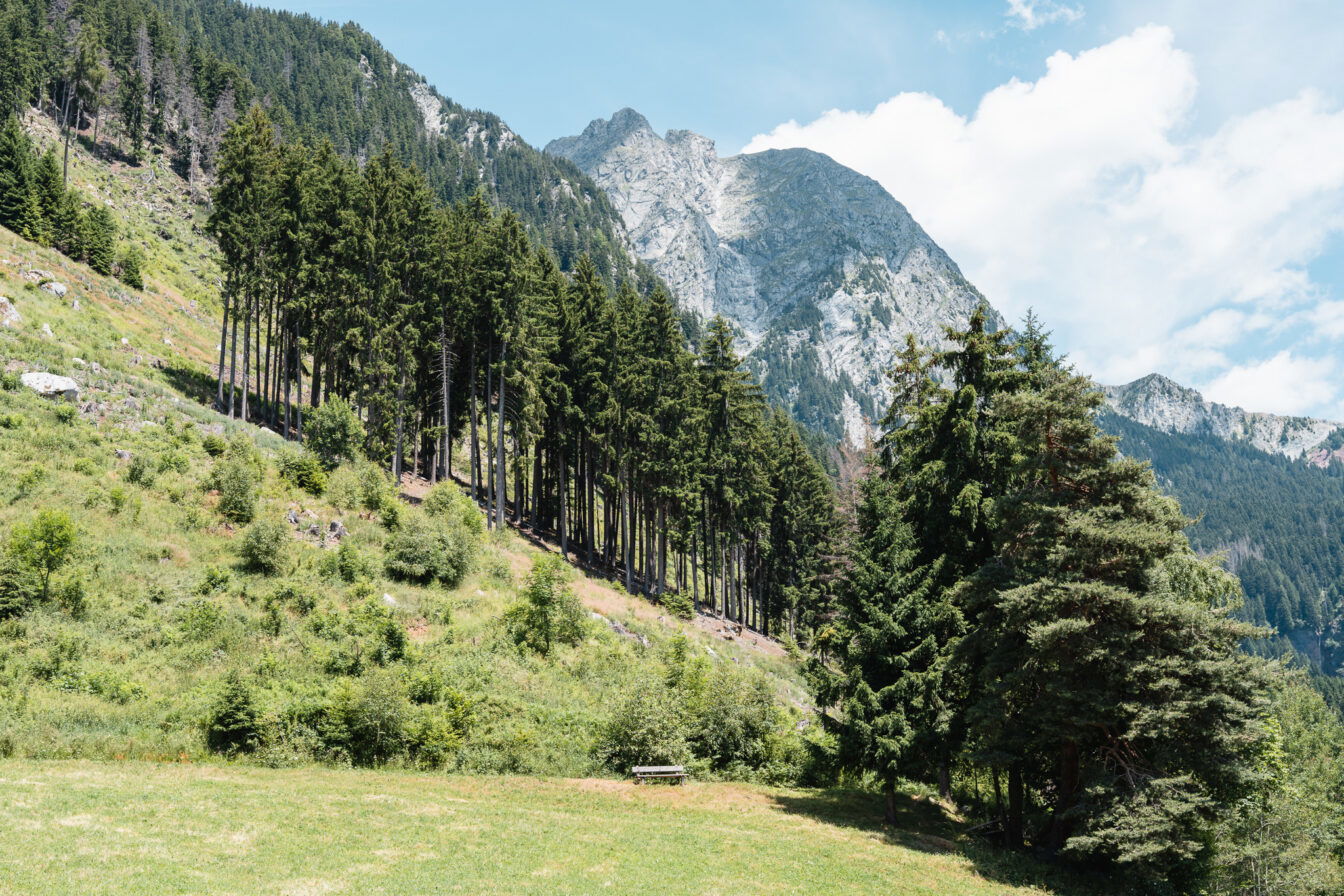 Eine grüne Wiese mit Wald und einem großen Berggipfel im Hintergrund bei sonnigem Wetter.