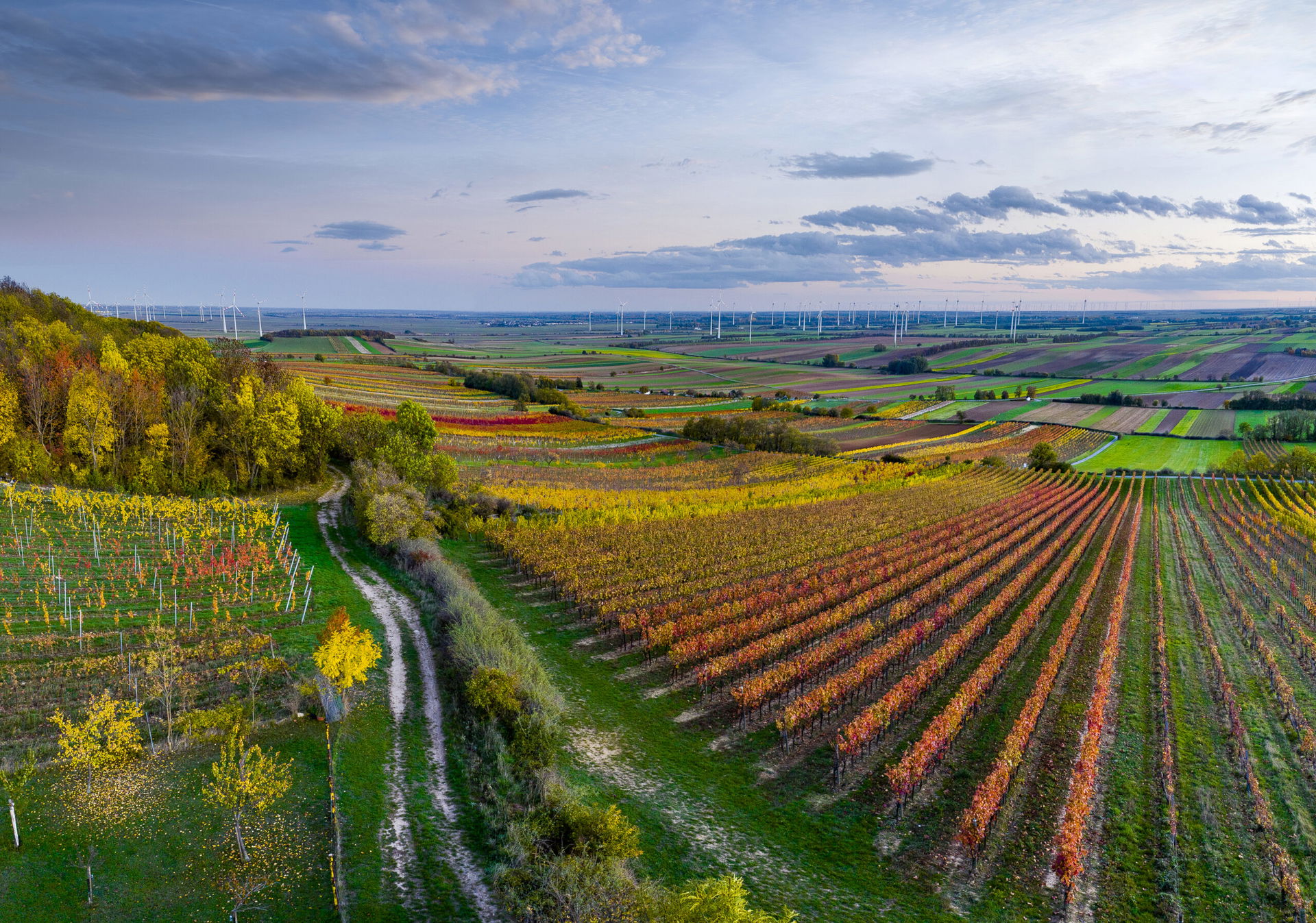 Weinreben in Niederösterreich (c) ÖWM | WSNA