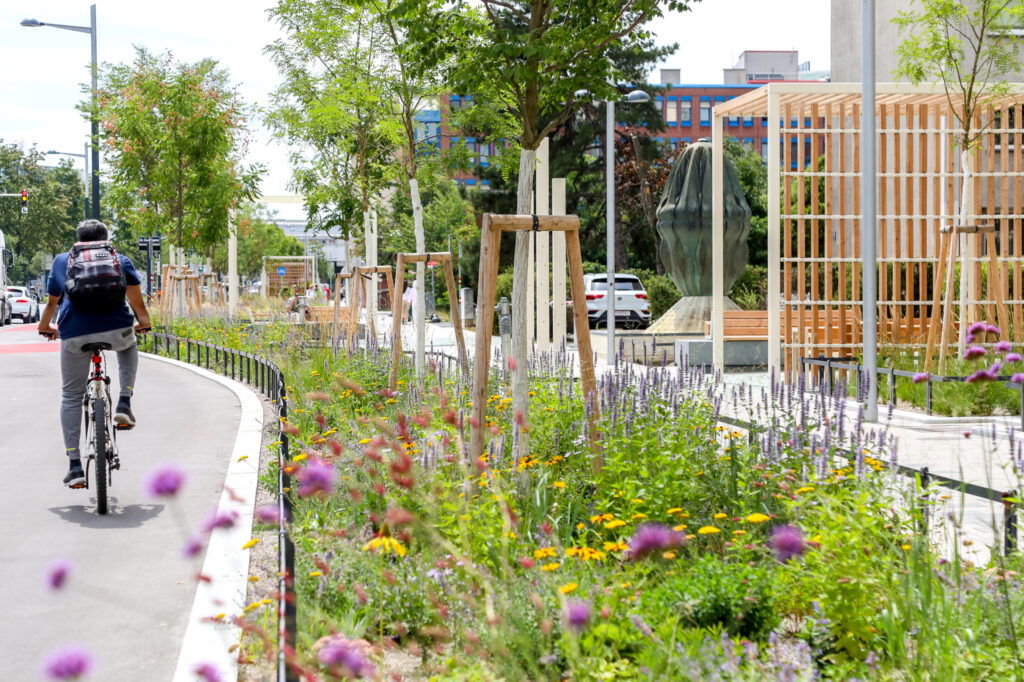 Ein moderner Rad-Highway in Wien mit einem breiten, asphaltierten Radweg, auf dem ein Radfahrer mit Rucksack fährt. Links des Radwegs wachsen bunte Wildblumen und frisch gepflanzte Bäume, die durch Holzstützen gesichert sind. Rechts daneben verläuft ein Fußweg mit Sitzgelegenheiten und modernen Holzpergolen. Im Hintergrund sind Autos, Fußgänger und Gebäude zu sehen. Die Szene wirkt grün, städtisch und fahrradfreundlich.