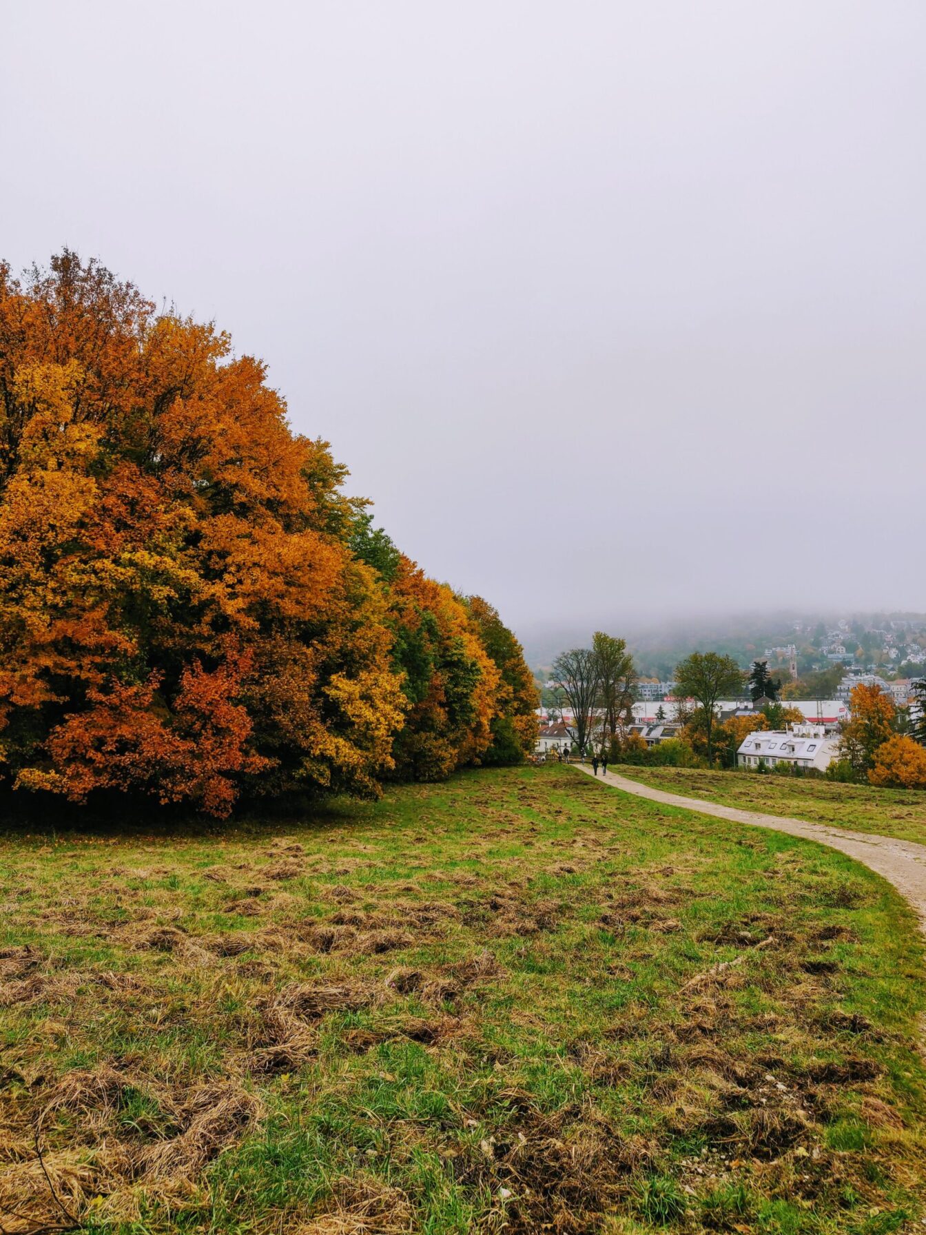 herbstliche Stimmung im Lainzer Tiergarten in Wien mit Bäumen und orange-rot-grünen Blättern