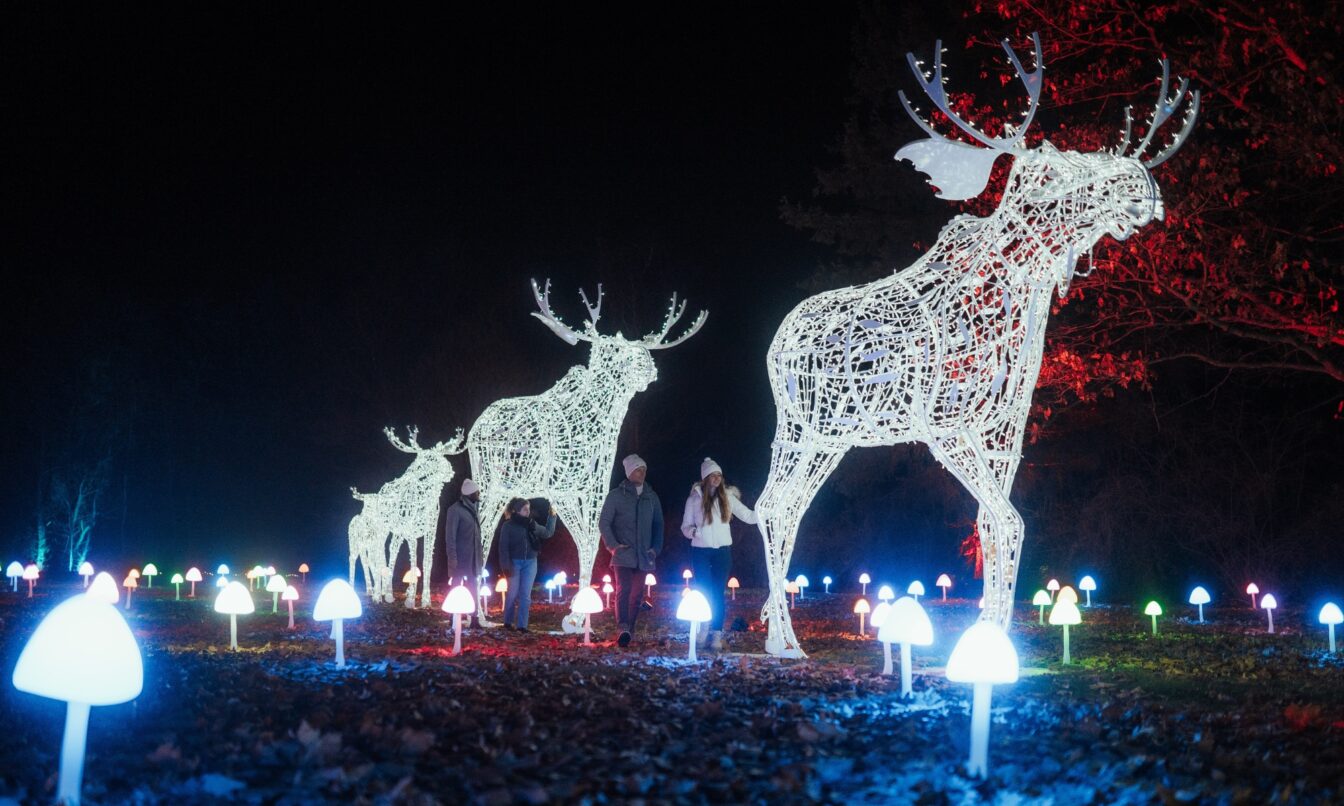 Zwei Personen spazieren durch den Lichterpark Lumagica, vorbei an riesengroßen, beleuchteten Elchfiguren.